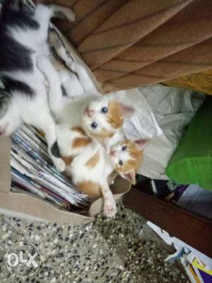 5 Cute Kittens available.