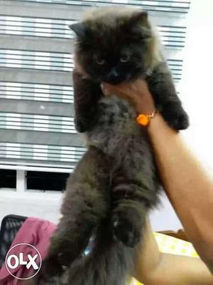 5 months aged semi punch Persian cat (MALE) for