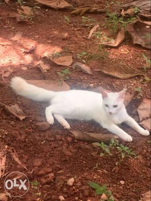 A beutiful cat..,fully white