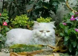 A very adorable semi punch Persian male cat is available for