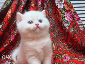 All color very active persian kitten for sale in patiala