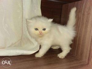 All colour persian kitten available