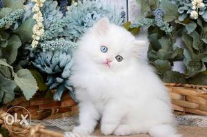 All pet and cat White Persian Kitten
