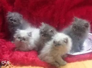Available kittens of all ages