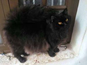 Black And Brown Persian Cat