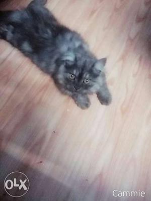 Black And Grey Long-fur Cat