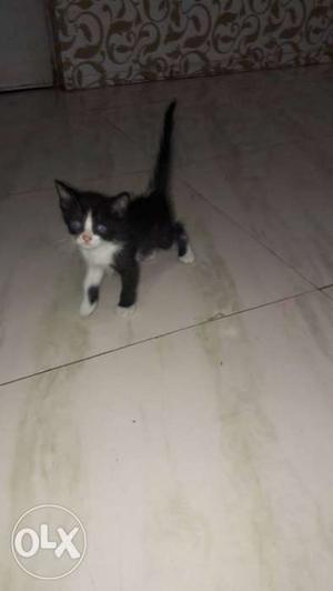 Black And White Tuxedo Kitten