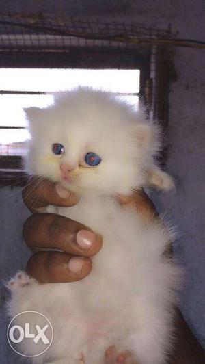 Blue eyes color so cute Persian kitten for sale