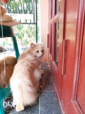 Both male n female Persian cats for sale. beige