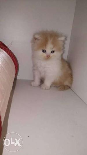 Brown And White Persian Kitten