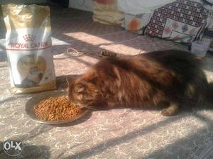 Brown Persian Cat And Royal Canin Persian Cat Food