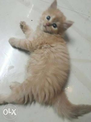 Brown female.2 coat hair.2 months old cat.price is for each