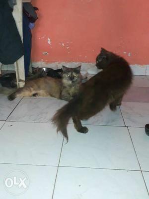 Brown male n cream female Persian cats for