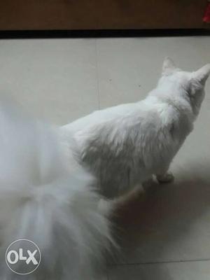 Buy... I want to buy white female persian cat read