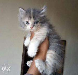 By color portion kitten is available home breed