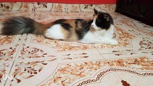 Calico female 9 months old
