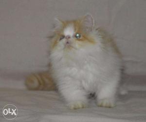 Cash on delivery so cute long fur quality persian kitten for