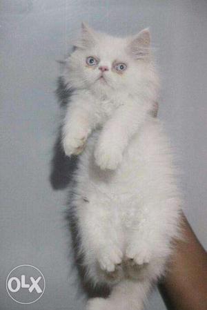 Cash on delivery very beautiful persian kitten