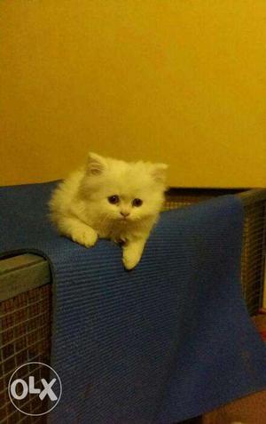 Cash on delivery very cute persian kitten for