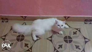 Cat Mating for doll face white male persian