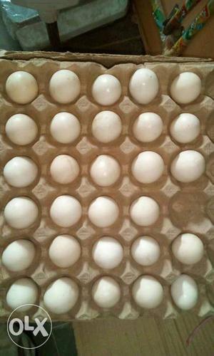 Chicken egg available