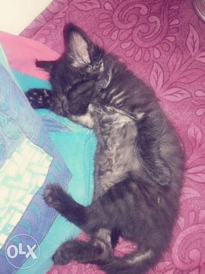 Complete black cat...just of 1 month...need cat