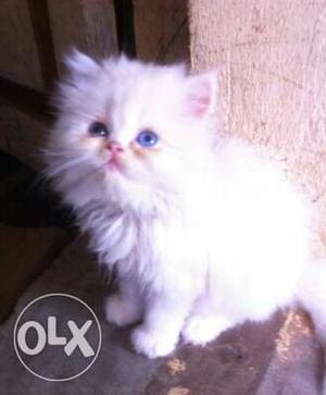 Doll face Persian cat healthy and active