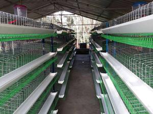 Easy Waste management Quaill(kaada, chicken) cages