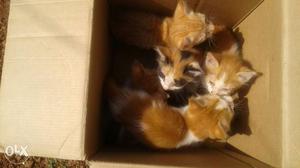 Eight Kittens