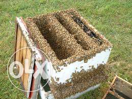 Empty Bee Hives Taqreeban 60 khali Boxes aur 56