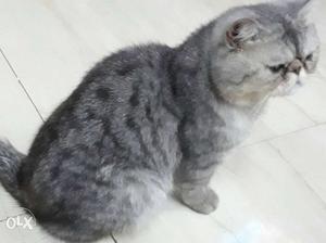 Exotic Shorthair Persian male for sale