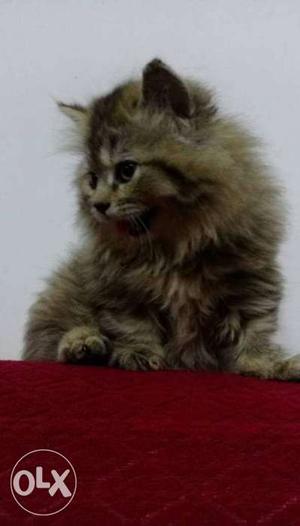 Female Persian cat 2.5months old contact -