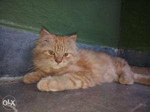 Female kitten for urgent sale.