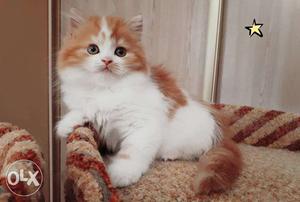 Golden color cute persian kitten for sale in ajmer