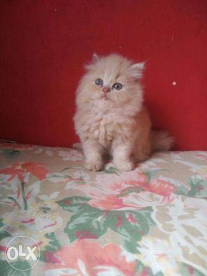 Golden color long fur quality pure Persian kitten
