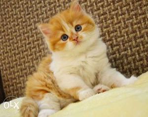 Golden color persian kitten avalible