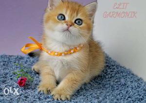 Golden color persian kitten avalible cash on delivery