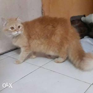 Golden female cat for sell