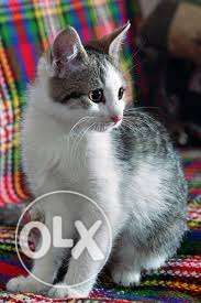 Good quality cat available so call us