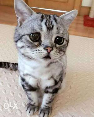 Gray And Black Short-coated Kitten