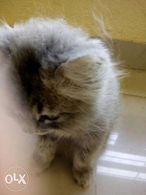 Gray Long Fur Kitten