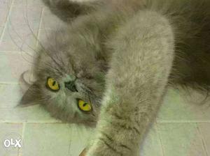 Gray Persian Cat And Kitten