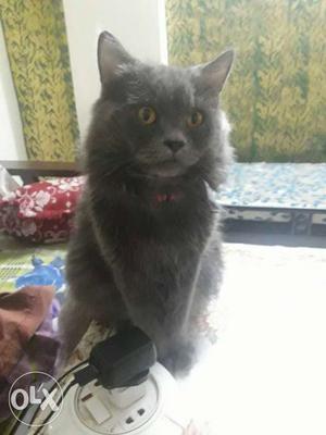 Gray Persian male 9 months old D-Worming & Rabies Vac given.