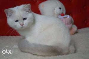 Gray color 2 month persian kitten for sale in aligarh