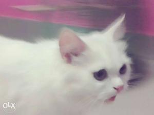 Heated White Persian cat female