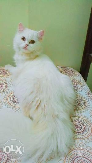 Hey I what 2 sell my white male Persian cat he is