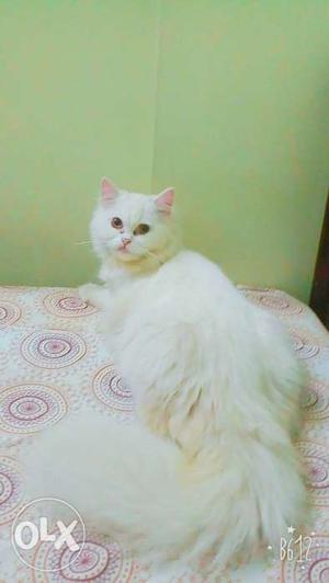Hey i want 2 sell my male white cat he is 7 month