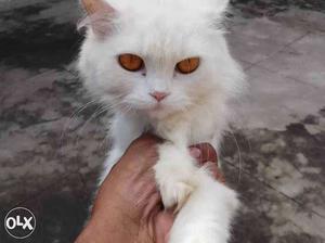 Hi Female Persian cat with health record 1year