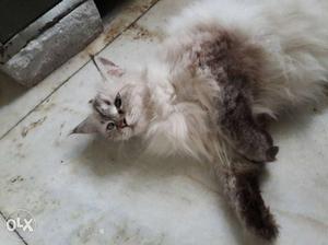Hi i want 2 sell my female persian cat 1.2 year