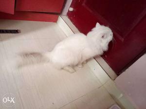 Hi male white Persian cat punch face male white
